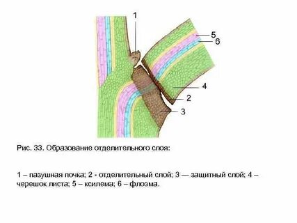 Пробка при листопаде