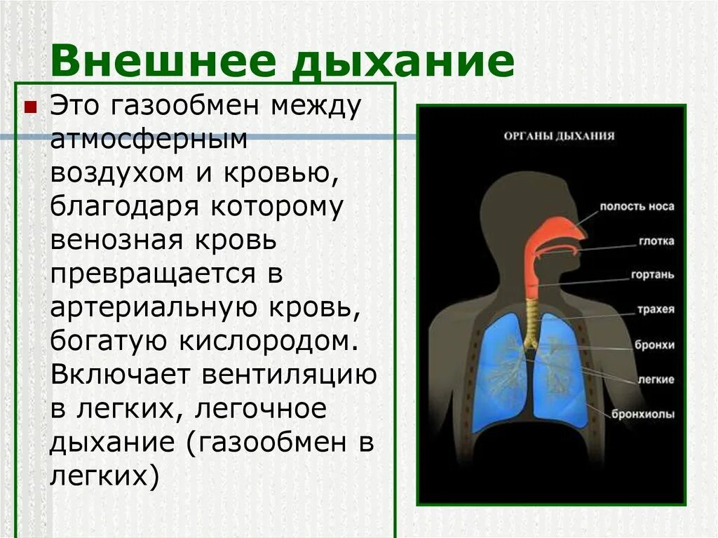 Поступление воздуха в кровь. Процесс внешнего дыхания. Внешнее дыхание. Внешнее дыхание человека. Презентация на тему дыхательная система.