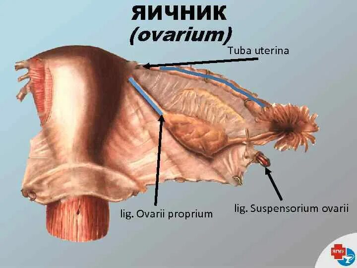 Связка подвешивающая яичник. Связочный аппарат яичника. Связки яичника анатомия. Анатомия матка связки яичники.