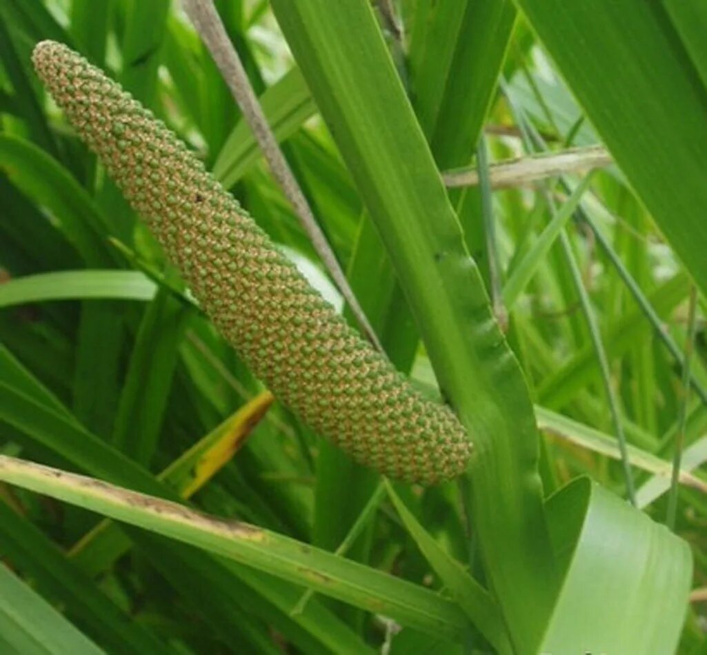 Масло аира. АИР болотный (Acorus Calamus). АИР обыкновенный - Acorus Calamus. АИР болотный Acorus Calamus сырье. 12. АИР болотный.