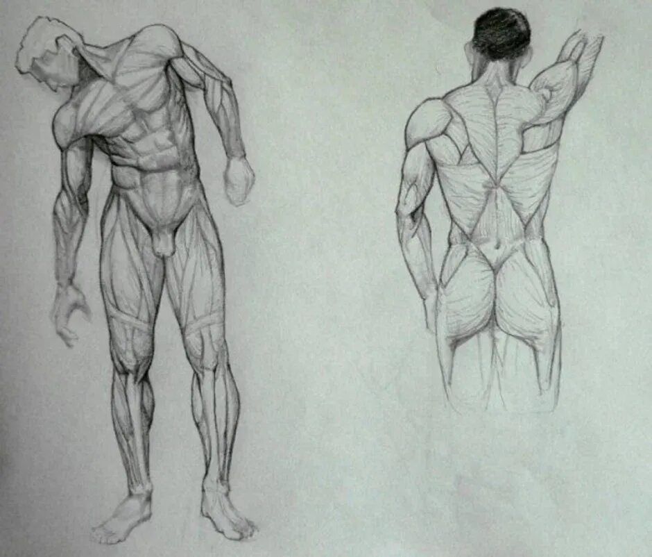 Тело скопировать. Анатомия для рисования. Мышцы мужского тела. Рисование фигуры человека мышцы. Мужское тело для рисования.