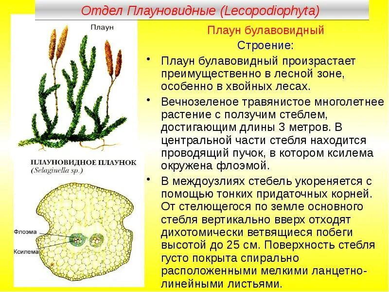 Биология 5 краткое содержание. Плаун булавовидный строение. Плаун булавовидный отдел растений. Плалаун булаловилный отдел растений. Плаун булавовидный характеристика.