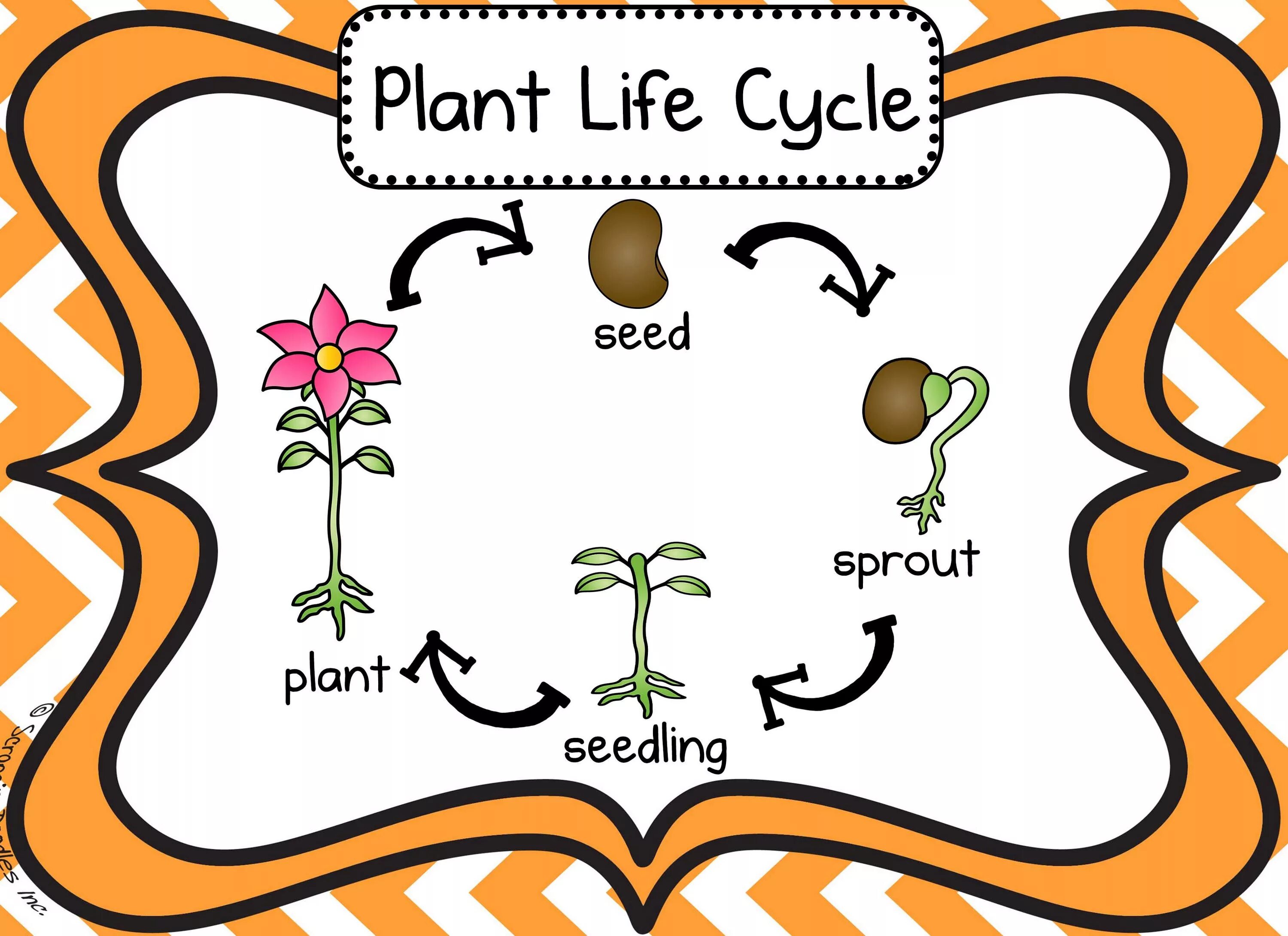 Plant Life Cycle. Plant Life Cycle for Kids. Life Cycles. Life Cycle Worksheet. Plant cycle