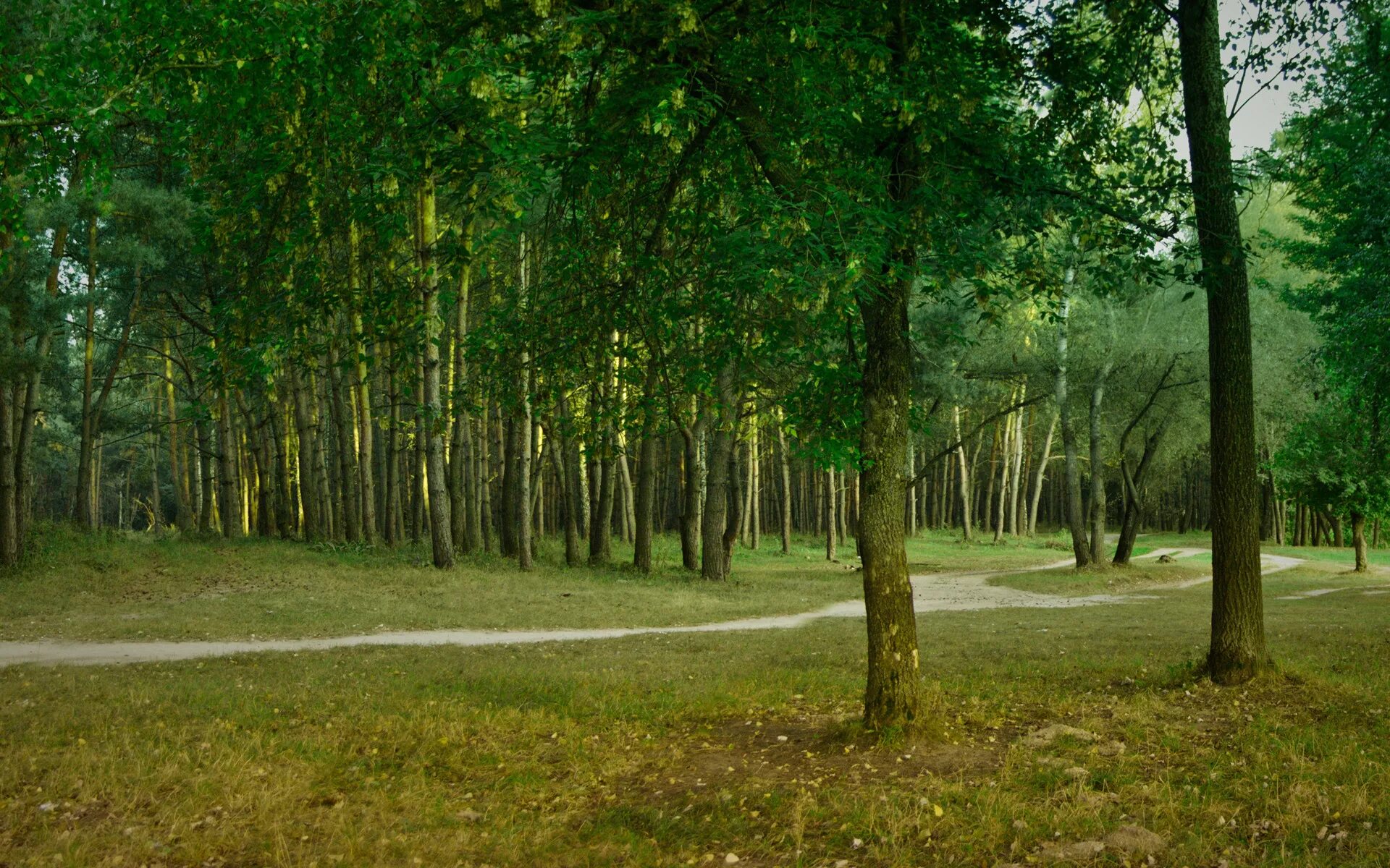 Доступный лес. Беловежская пуща деревья. Панорама леса. Тропинка в лесу. Поляна в лесу.