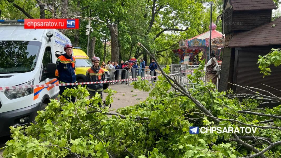 В Саратове упало дерево. В гор парке упало дерево 2023. В городском парке упало дерево Саратов. Телеграмм канал новости саратова