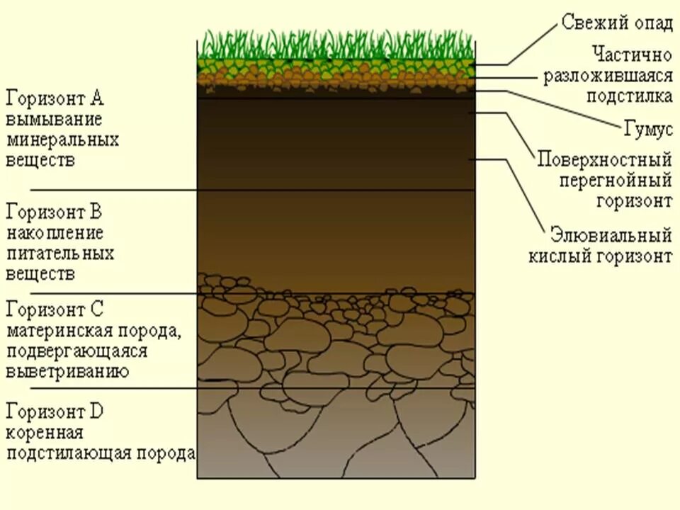 К материнской породе примыкает горизонт. Строение почвы гумусовый Горизонт. Почва в разрезе. Почвенный разрез. Строение почвы по слоям.