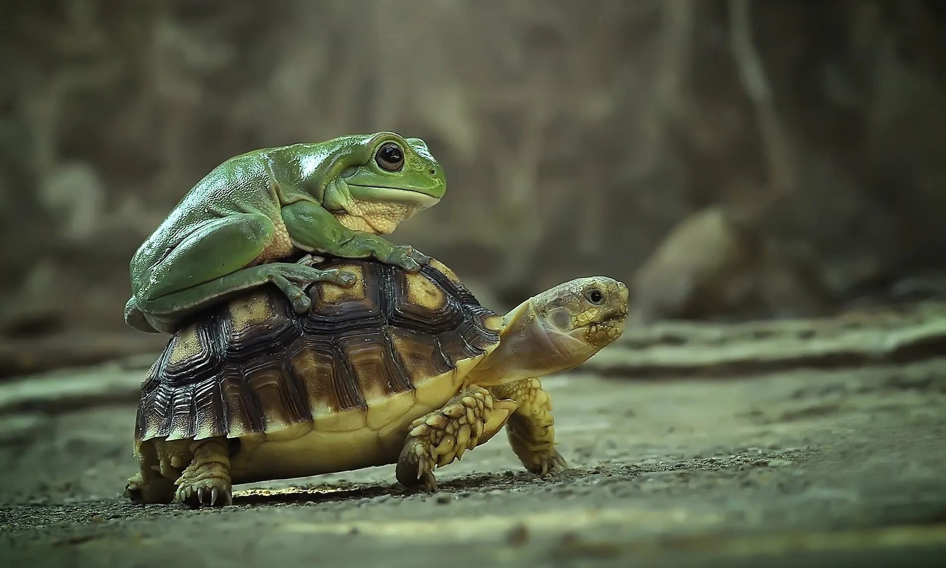 Черепаха лежу. Черепашка. Лягушка черепаха. Счастливая черепаха. Необычные черепахи.