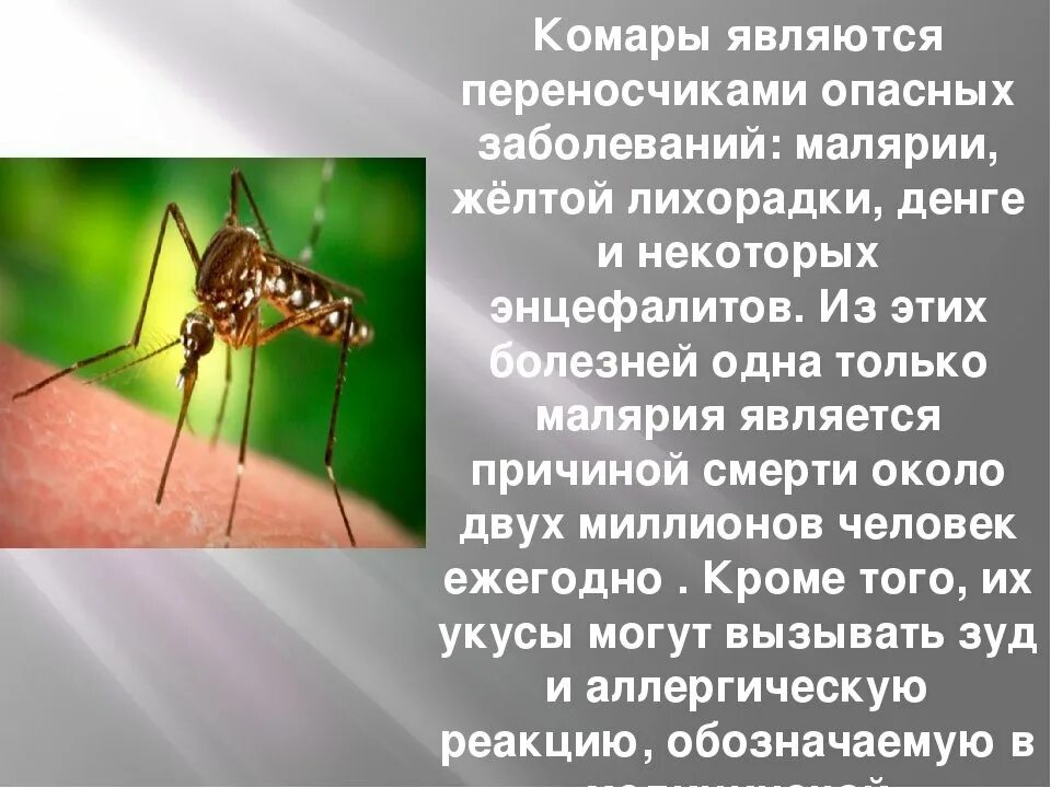 Насекомые вызывающие заболевания. Комар переносчик малярии. Комары являются переносчиками. Переносчик малярии является. Насекомое переносчик малярии.