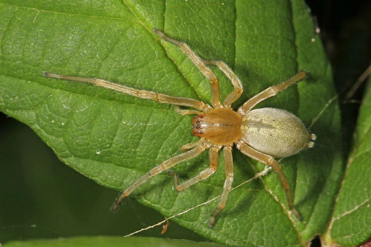 Паук cheiracanthium punctorium. Хейракантиум мильде. Желтосумный колющий паук. Паук сак кокон. Желтый сак паук фото.