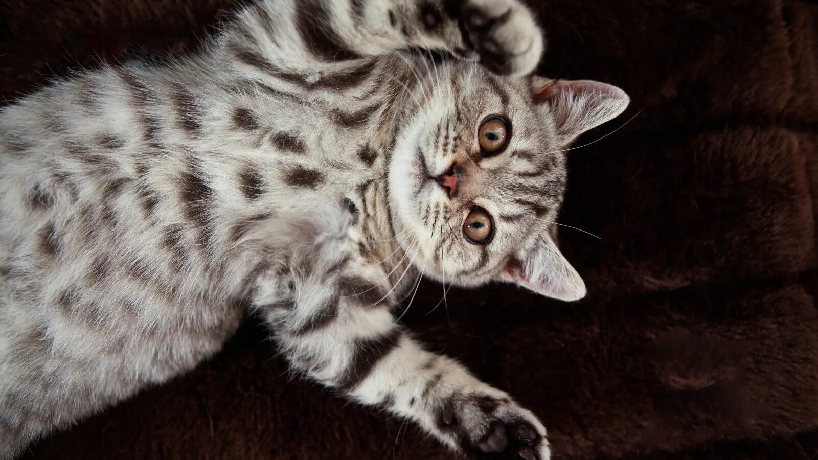 Котенок красивый пятнистый. Бенгальские котята. Табби кошка. Кошка породы бенгал. Котенок красивый пятнистый.