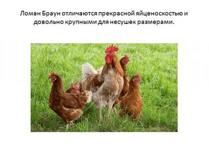 Куры ломан описание