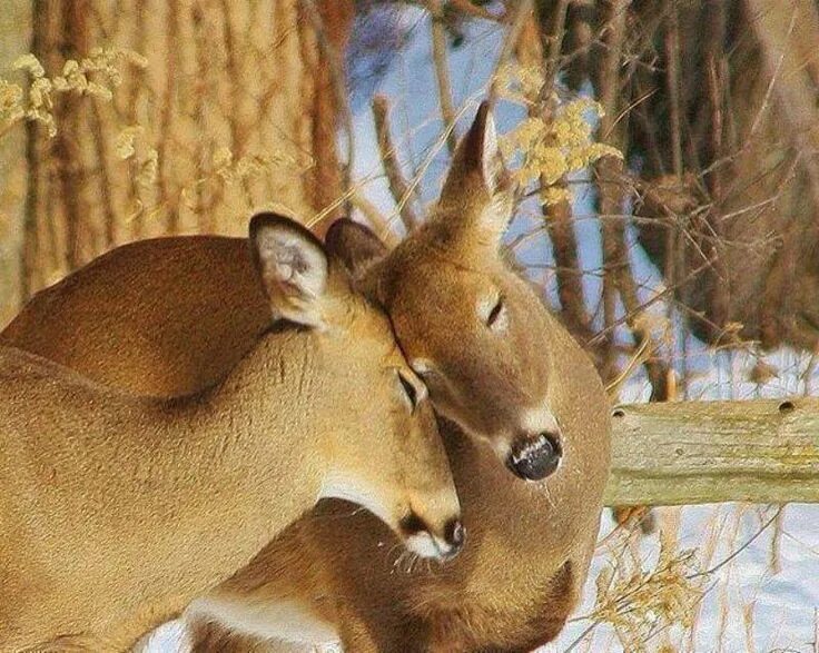 Deer love. Deer love. Олень и олениха. Олени любовь. Deer love.