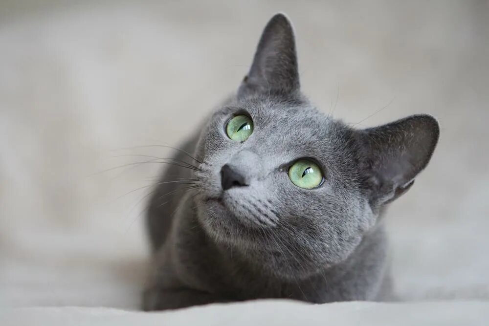 These Gorgeous Russian Blue Cats Have The Most Mesmerizing Eyes Russian blue, Ru