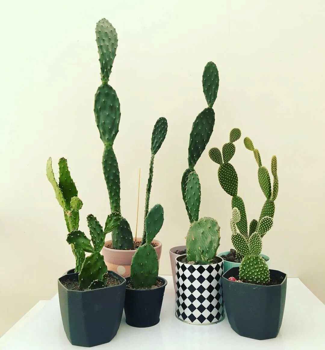 Cactus 5. Кактус с отростками. Кактус похожий на опунцию. Кактус опунция фото. Из кактуса отросток.
