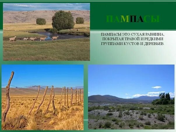 Пампа природная зона южной америки. Пампа в Южной Америке это зона. Пампасы Южной Америки. Прерии Южной Америки. Субтропические степи Южной Америки.