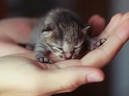 Маленький котенок есть там