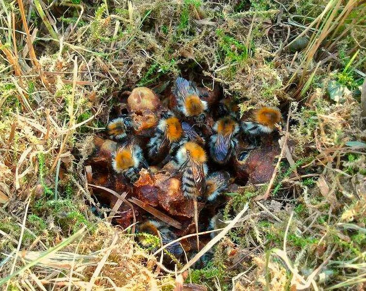 Где живут шмели в природе. Гнездо шмеля в земле. Шмелиное гнездо. Шмелиное гнездо шмеля. Шмелиное гнездо в земле.