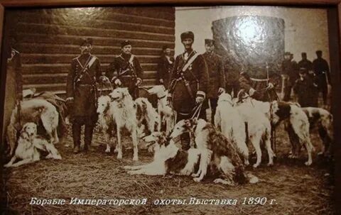 Собака в императорском дворце