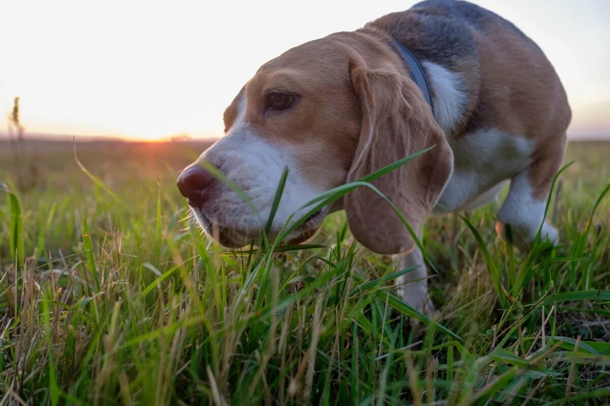 Бигль лежит на лугу. Собака ест траву. Eating grass. Собака с соком. Зачем собаки едят траву