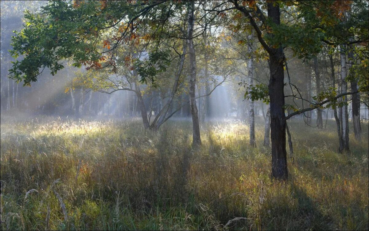 Осенний туман. Туман осенью. Осень туманное утро. Утренний туман в лесу. Песня утро в лесу