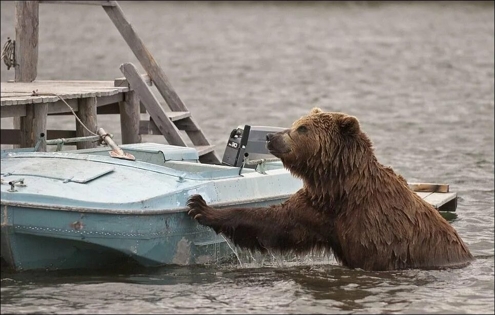 Медведь плавает скорость. Медведь в лодке. Медвежонок в лодке. Медведь с рыбой. Мишка плывет на лодке.