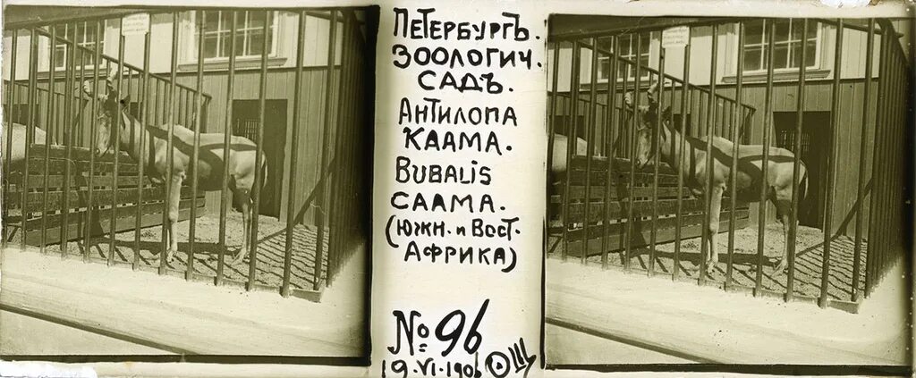 Зоологический сад пробуждается какой. Петербургский зоосад 19 век. фотоархив ленинградского зоопарка прошлого века. питерский зоопарк. директор питерского зоопарка.