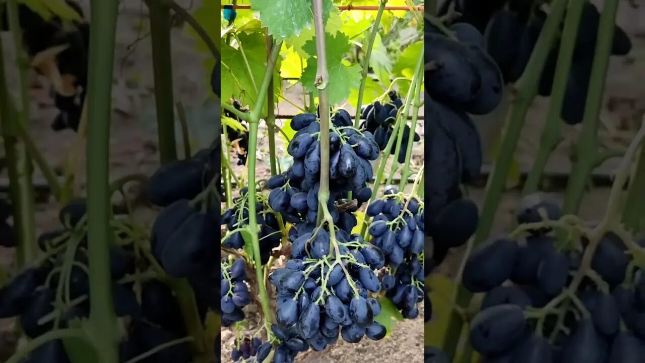 Самый ранний виноград. Виноград ромбик. Энигма виноград. Виноград ранний фото.