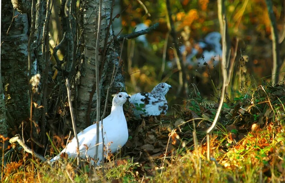 белые птицы в лесу. белые птицы в лесу. совы полярные. полярная сова ареал обитания. вяхирь белый.