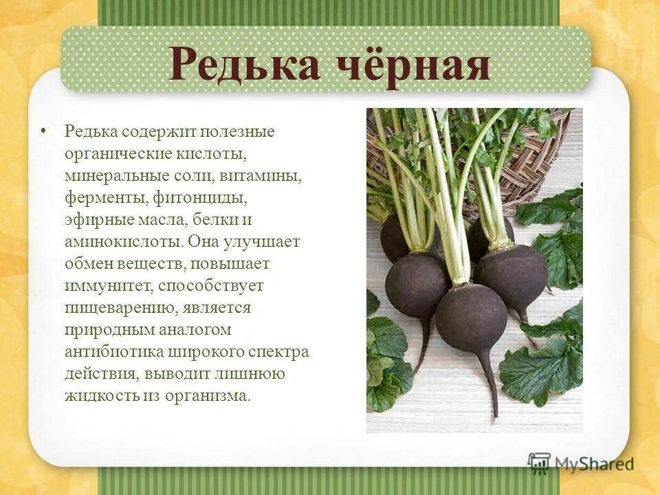 С какого возраста можно редьку ребенку