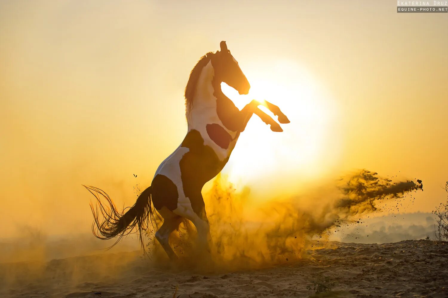лошадь и солнце. лошадь в степи на закате. девушка на лошади на закате. лошадь и солнце. лошадь и солнце.