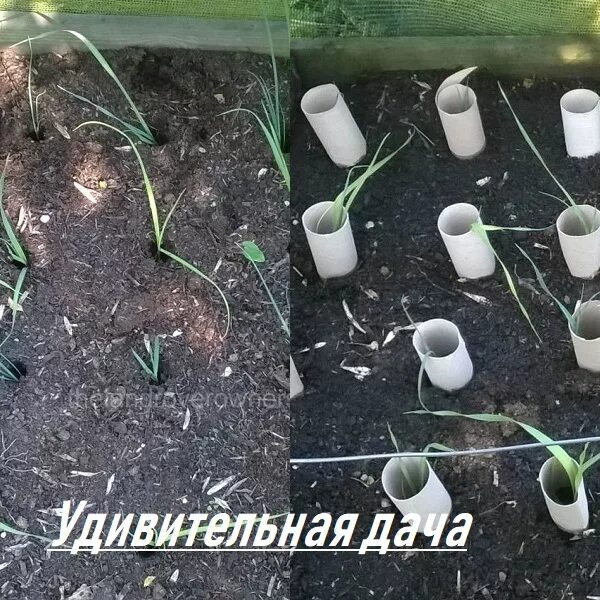 Как садить лук порей на рассаду. Лук порей рассада из семян. лук порей посев на рассаду.