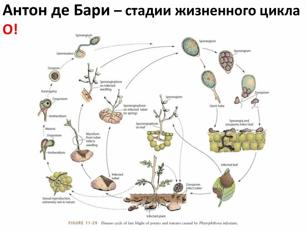 Жизненный цикл овощных растений по маркову. Жизненный цикл фитофторы. Жизненый цикл фитофторы инфестас. Фитофтора гриб жизненный цикл. Phytophthora infestans жизненный цикл.