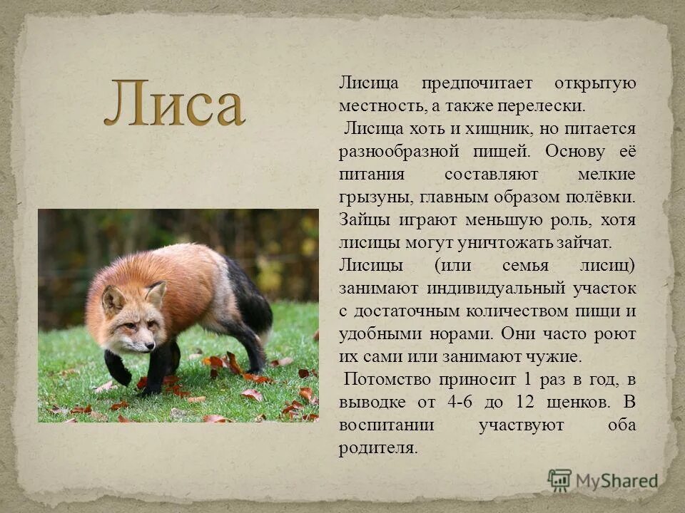 Рассказ о животном 3 класс окружающий. Доклад про животных. Доклад о животных леса. Обитатели леса сообщение. Доклад о лесных животных.