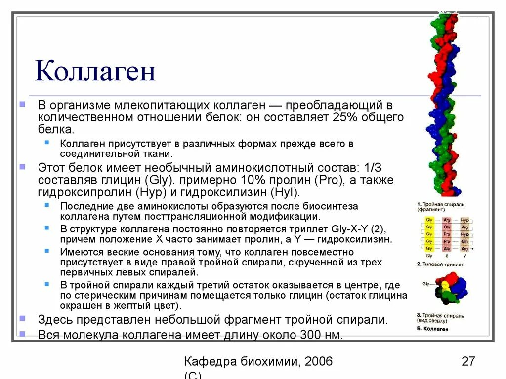 Первичная структура коллагена биохимия. Биологическая роль коллагена биохимия. Особенности строения коллагена биохимия. Структура коллагена биохимия.