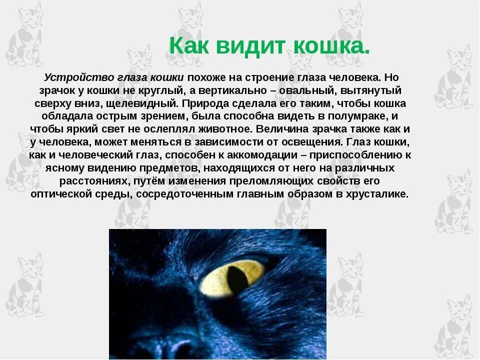 Глаза кошки. Как кошки видят в ьемно е. Зрение кошек в темноте. Строение кошачьего глаза тапетум. Зрение кошек в темноте.
