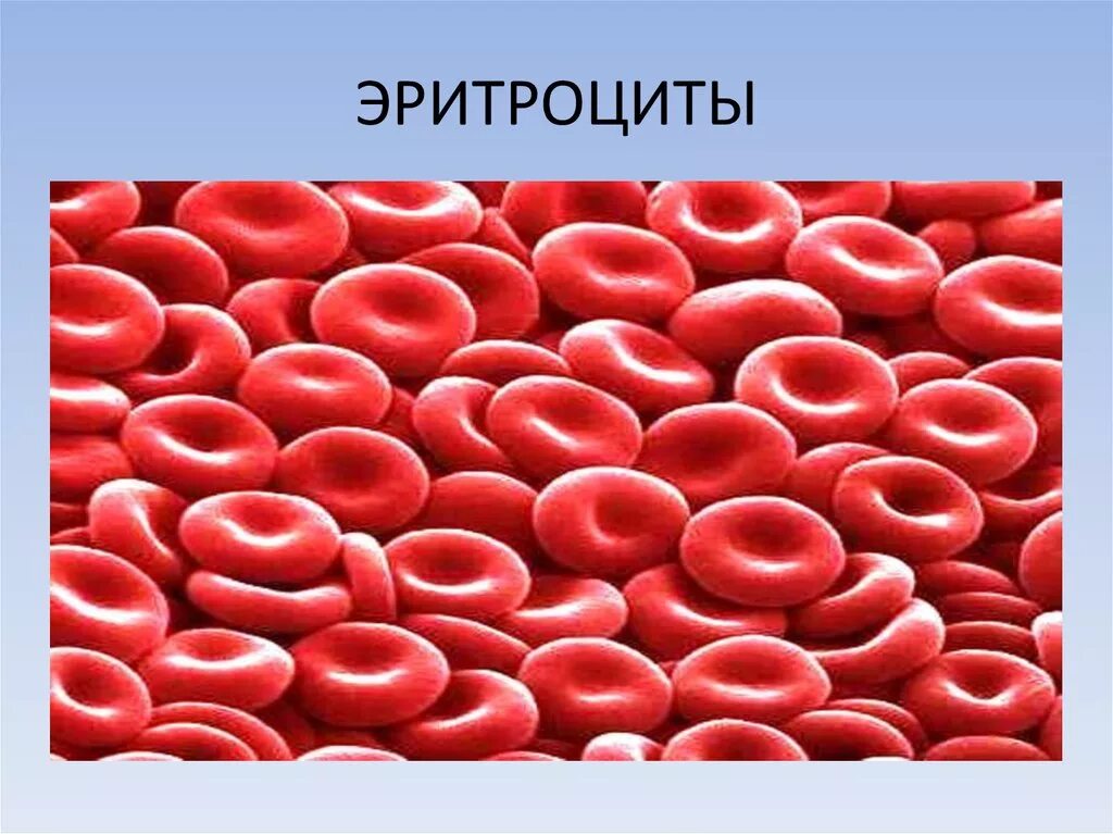 Эритроциты. Клетка эритроцита. Эритроциты человека. Клетки крови эритроциты.