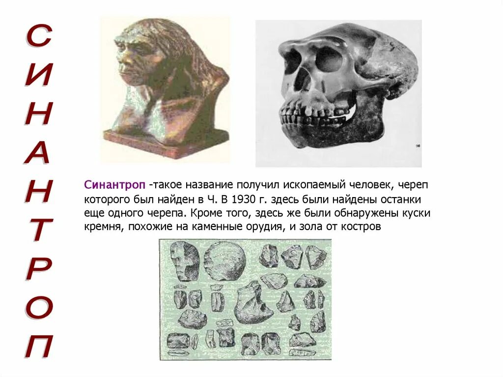 Выберите верные утверждения синантроп пекинский человек. Синантроп речь. останки синантропа были обнаружены.