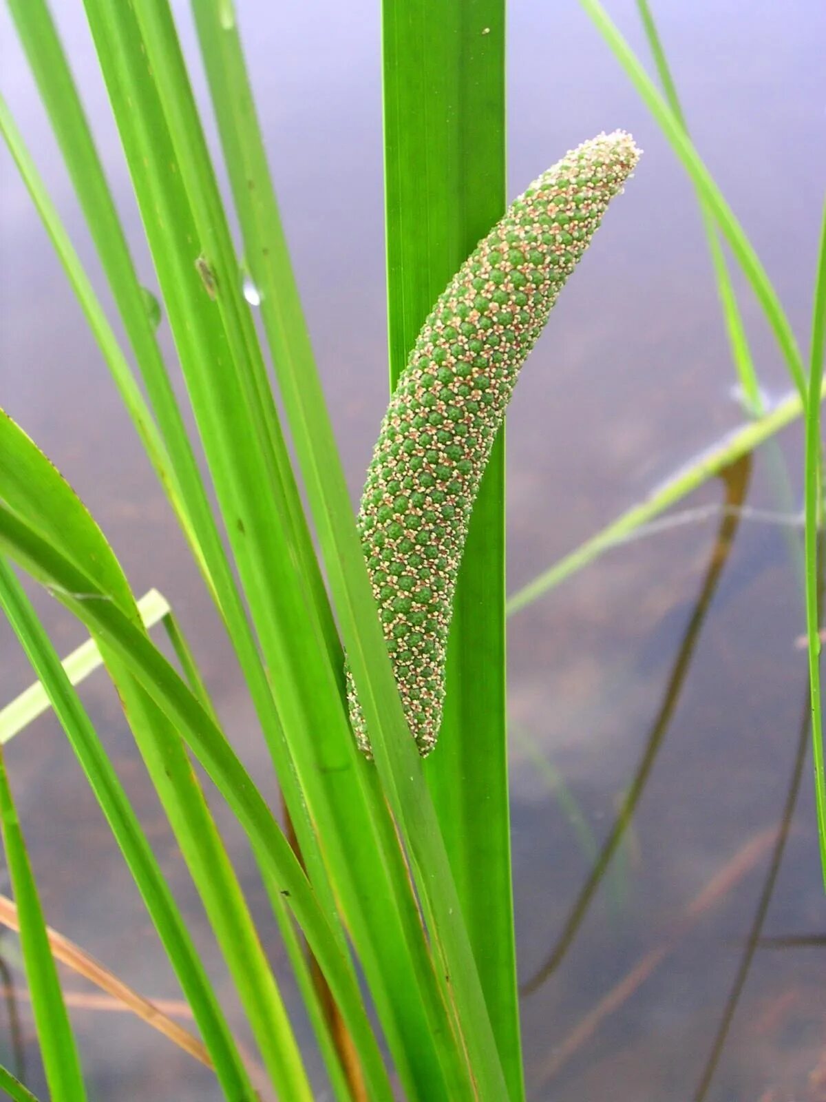 Аир где купить. АИР обыкновенный - Acorus Calamus. АИР болотный (Acorus Calamus). АИР обыкновенный (а. болотный) - Acorus Calamus.. АИР обыкновенный болотный.