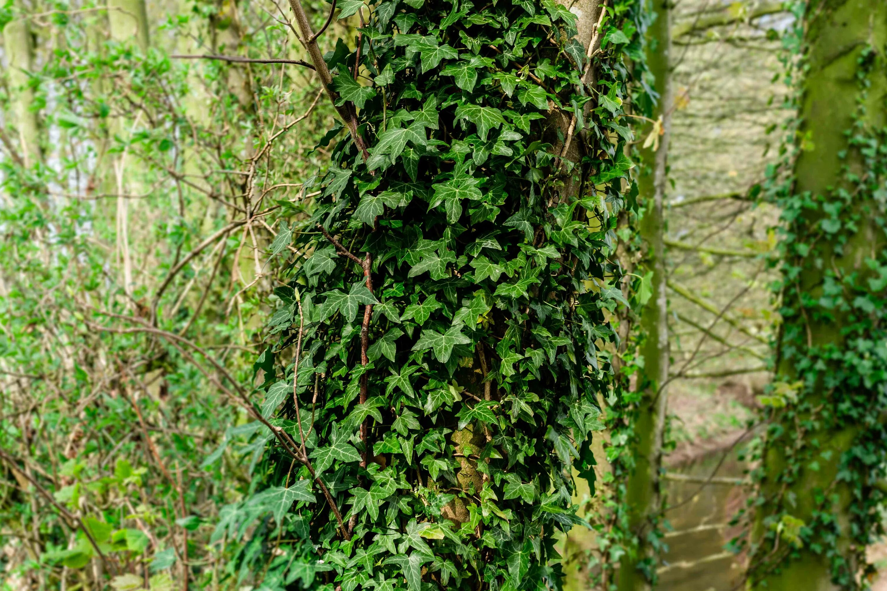 Плющ Хедера Хеликс. Плющ Salvenica. Английский плющ (Hedera Helix). Плющ в субтропиках. Плющ сканворд