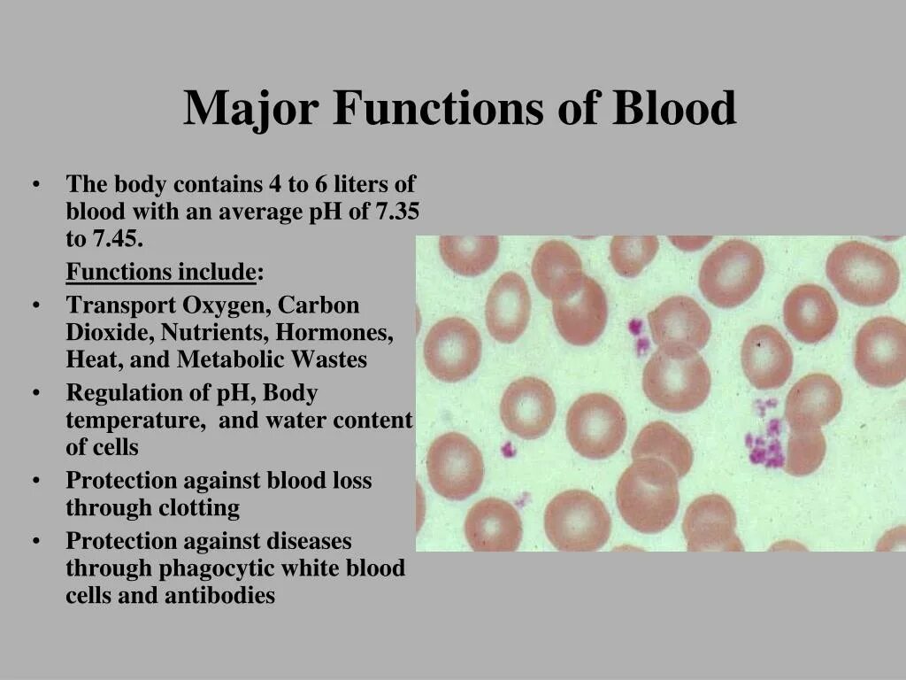 Functions of Blood. Blood Cells functions. White Blood Cell structure. Blood Composition.