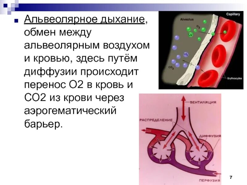 Обмен газов между альвеолярным воздухом и кровью