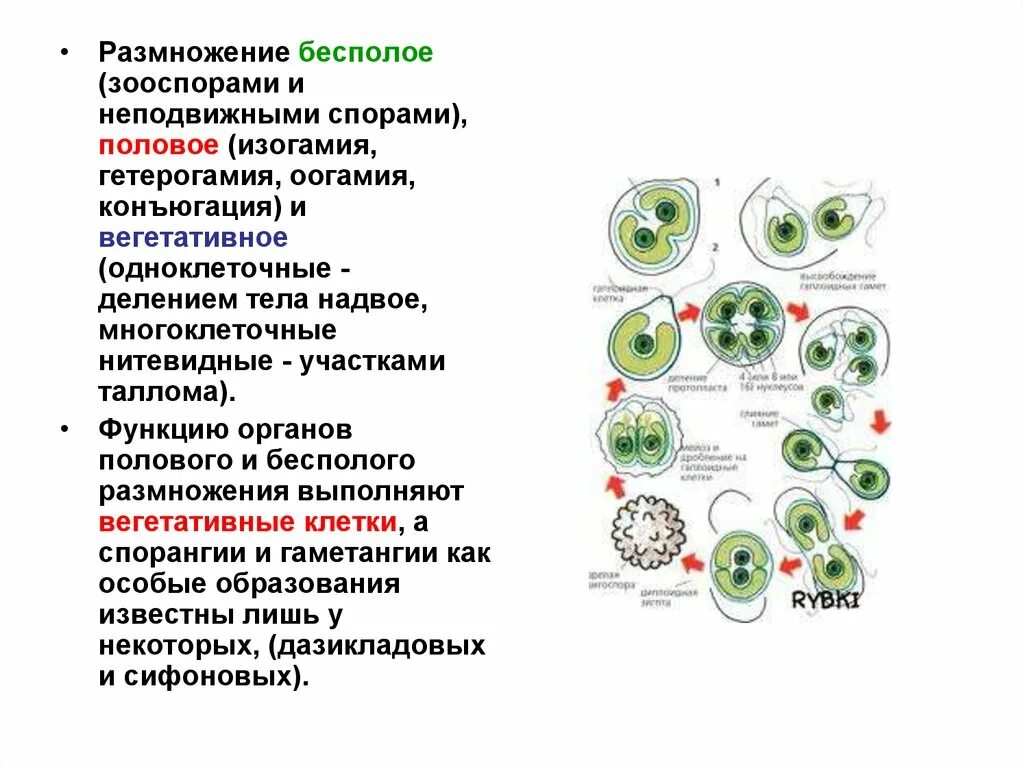 Бесполое размножение цианобактерий. Цианобактерии бесполое размножение. Цианобактерии размножаются. Бесполое размножение растений зооспоры. Бесполое размножение происходит с помощью б