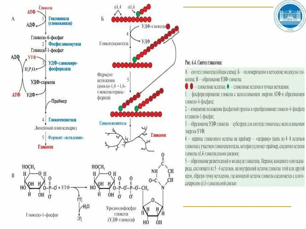 Синтез гликогена происходит. Синтез гликогена глюкозо 1 фосфат. Синтез гликогена из молочной кислоты. Синтез гликогена из аспарагиновой кислоты. Структура гликогена биохимия.