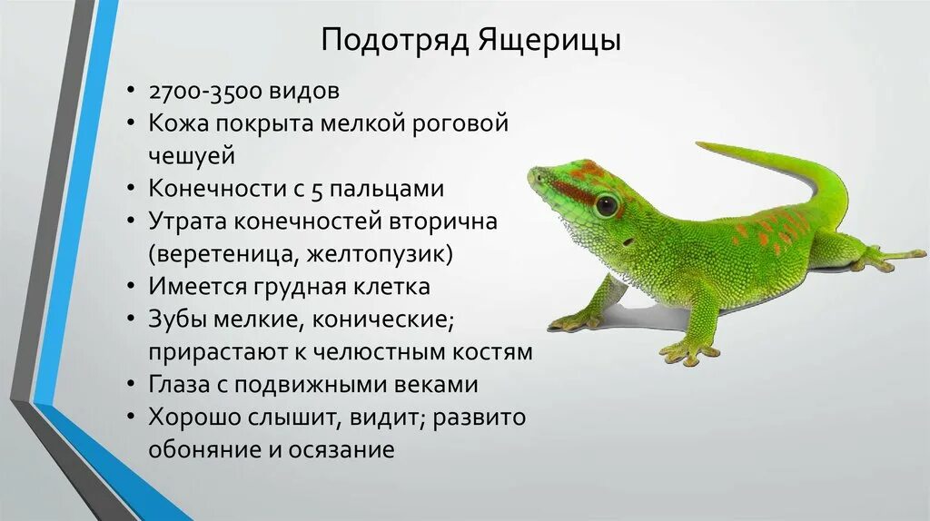 Подотряд ящерицы