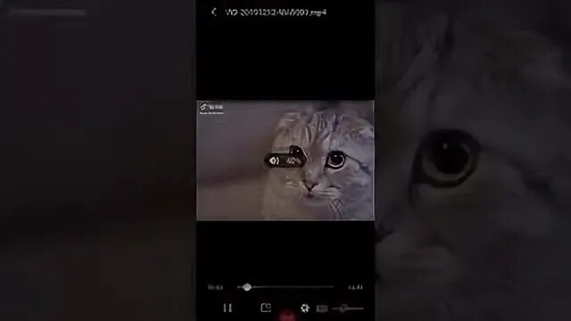 Зов кота
