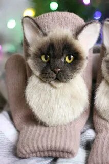 Кот варежка