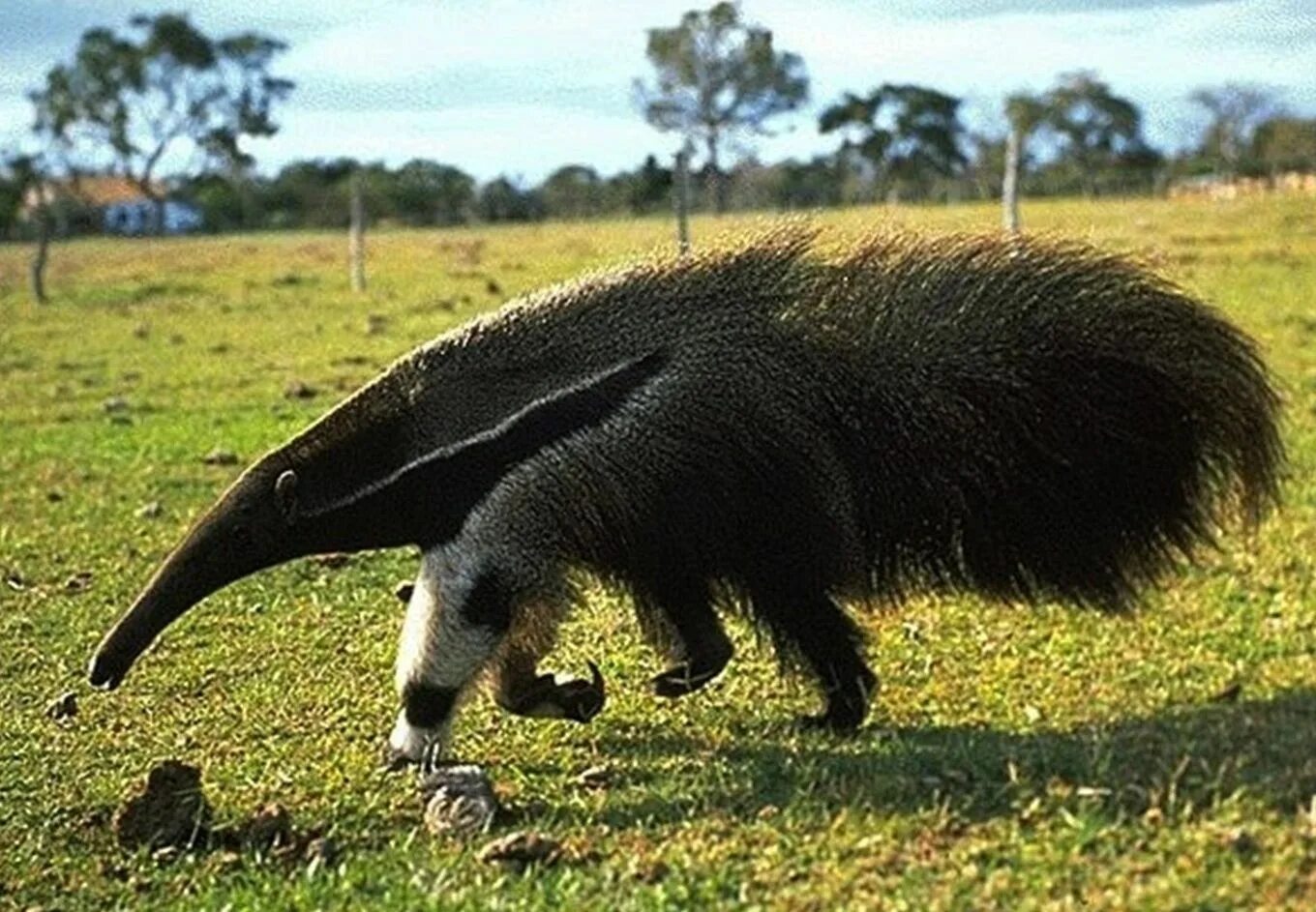 Муравьед в африке. Гигантский муравьед южной америки. giant anteater. муравьед хвост.