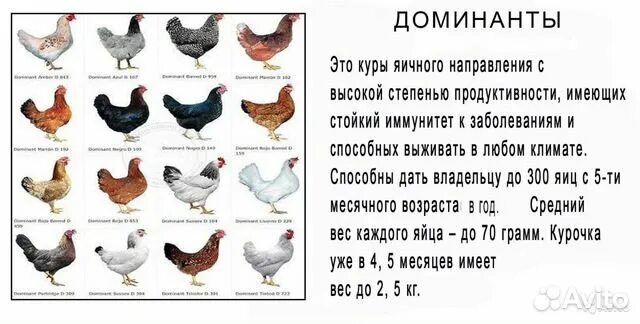 ГС 109 Доминант куры. Породы кур несушек Доминант. Куры несушки Доминант 107. Гс902 Доминант куры. Доминанты содержания