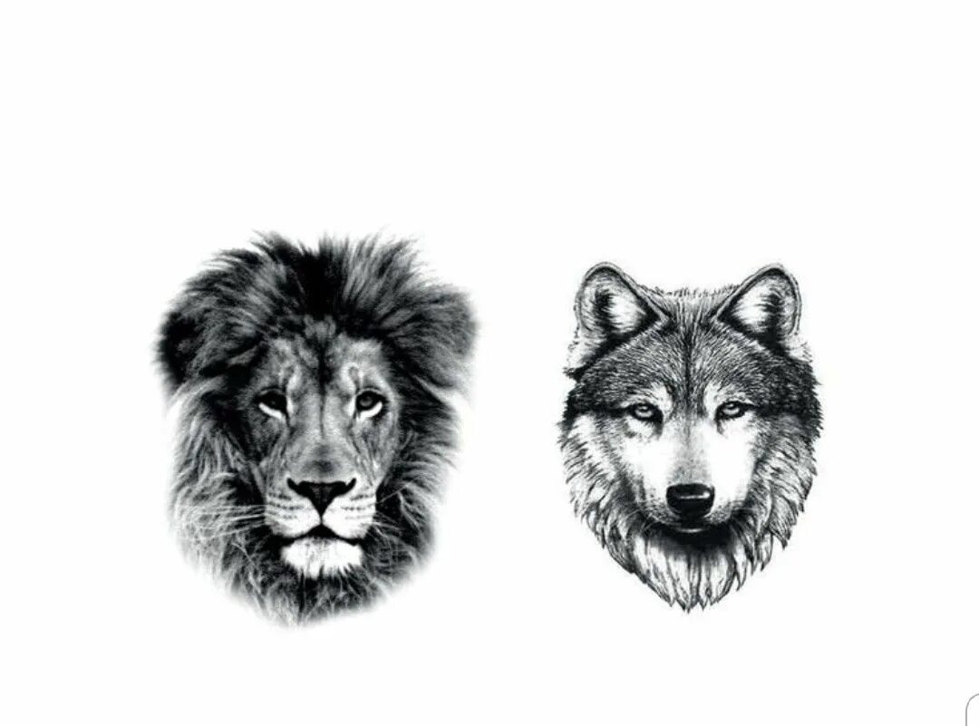 Тату лев и волк. Тату волк лев. Тату медведь в стиле трайбл. Волки в виде инь-янь. Как нарисовать тату волка.