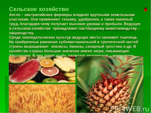 Что занимает ведущее место в сельском хозяйстве Австралии. Хозяйственная деятельность австралийского Союза кратко. Австралийский Союз сельское хозяйство. Основные черты размещения сельского хозяйства Австралии. Отрасли промышленности австралийского союза